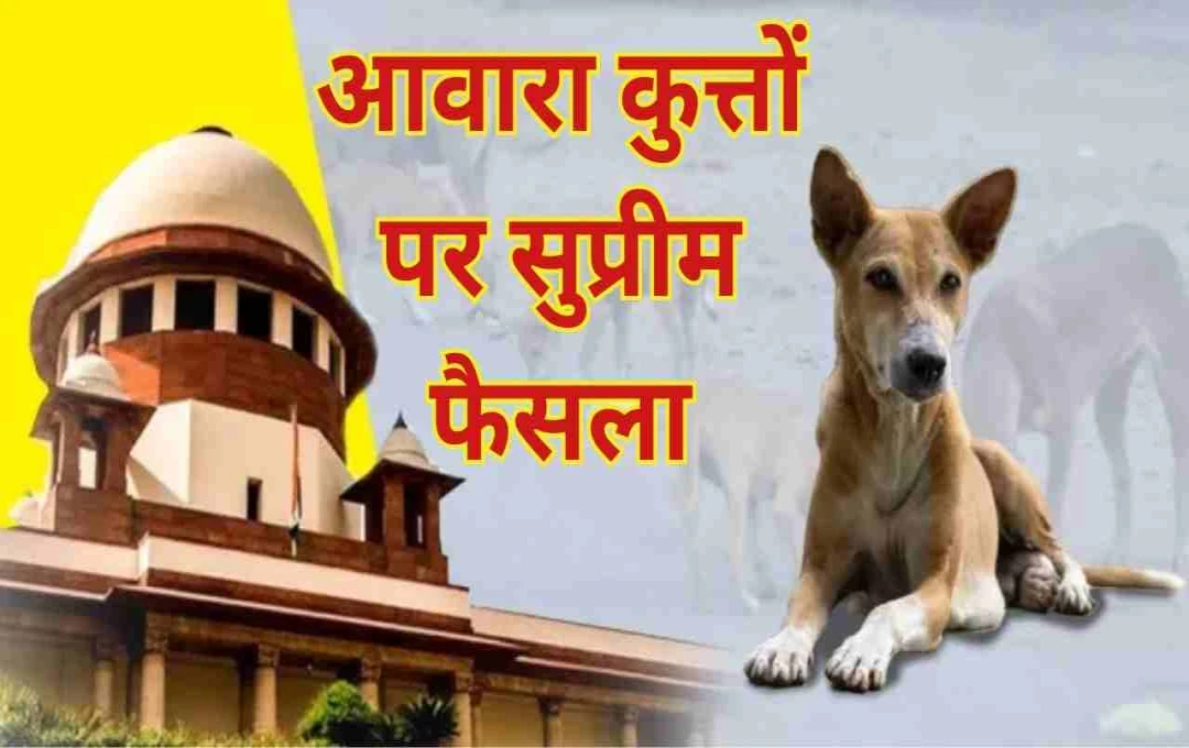 Supreme Court का बड़ा फैसला: शेल्टर होम से स्टरलाइजेशन के बाद छोड़े जाएंगे आवारा कुत्ते