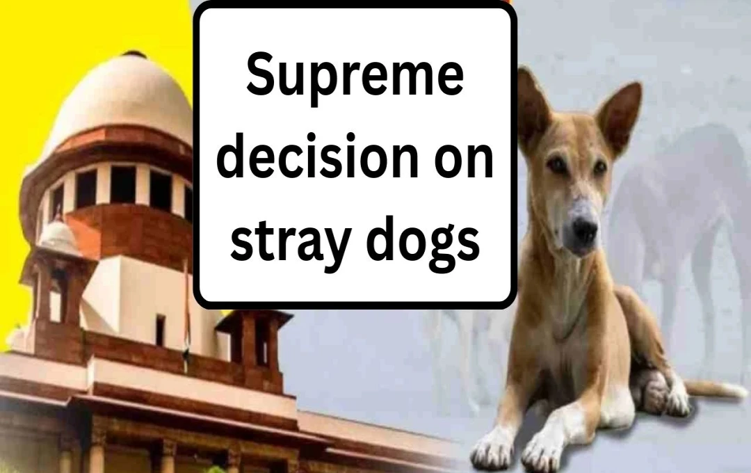 Supreme Court Mandates Sterilization and Vaccination for Stray Dogs, Releasing Them Post-Treatment