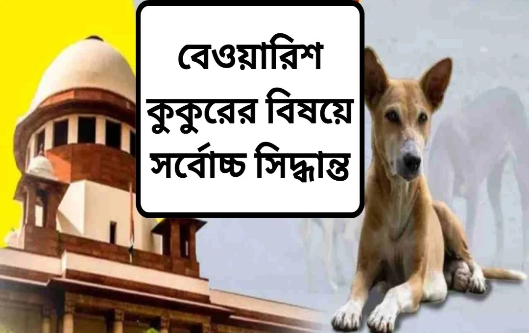 ভারতে পথ কুকুর নিয়ে সুপ্রিম কোর্টের ঐতিহাসিক রায়: নির্বীজকরণের পর ফেরাতে হবে