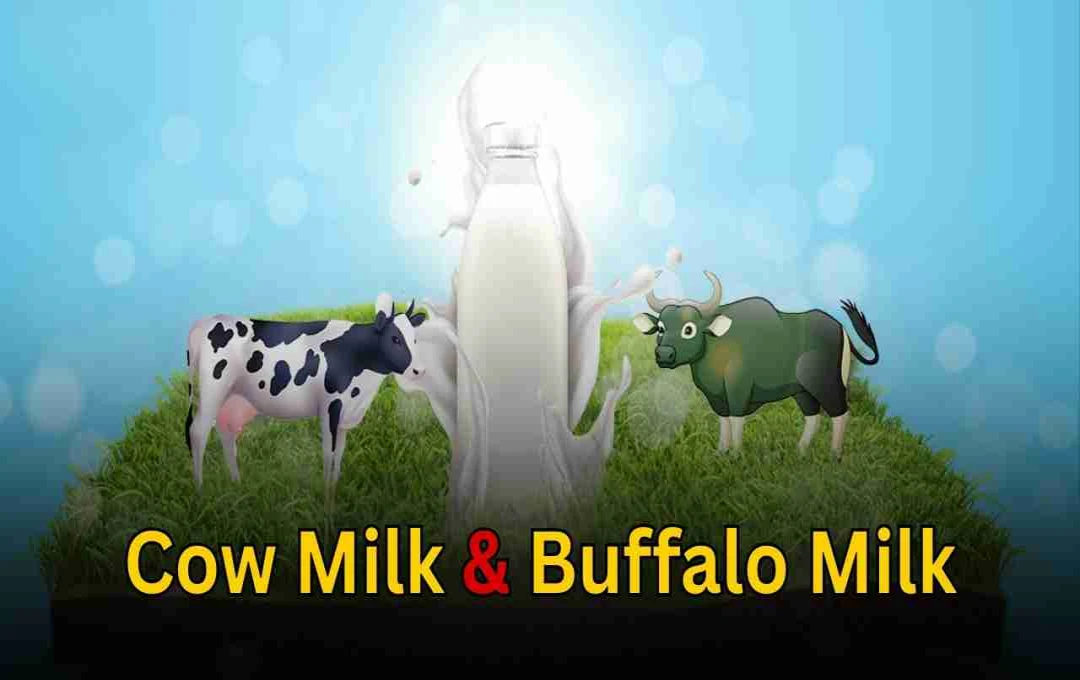 Cow vs. Buffalo Milk: Which One is Right for You?