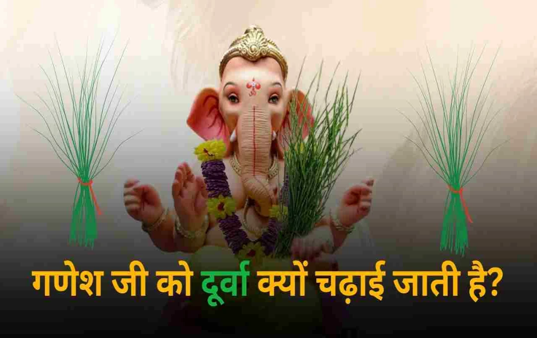 Ganesh Chaturthi 2025: गणेश जी को दूर्वा क्यों चढ़ाई जाती है? जानिए इसका रहस्य