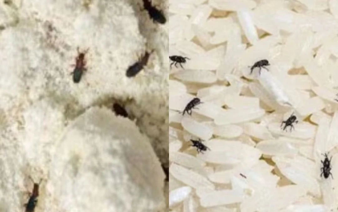 বর্ষায় আটা-চাল ঘরে পোকা জানুন সহজ প্রতিকার