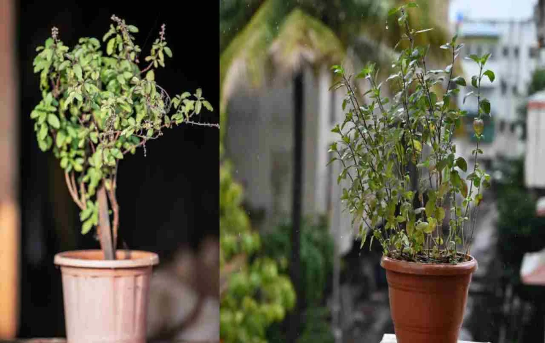 বাস্তুশাস্ত্র মতে তুলসী গাছ: সঠিক দিকে স্থাপন ও নিয়মাবলী