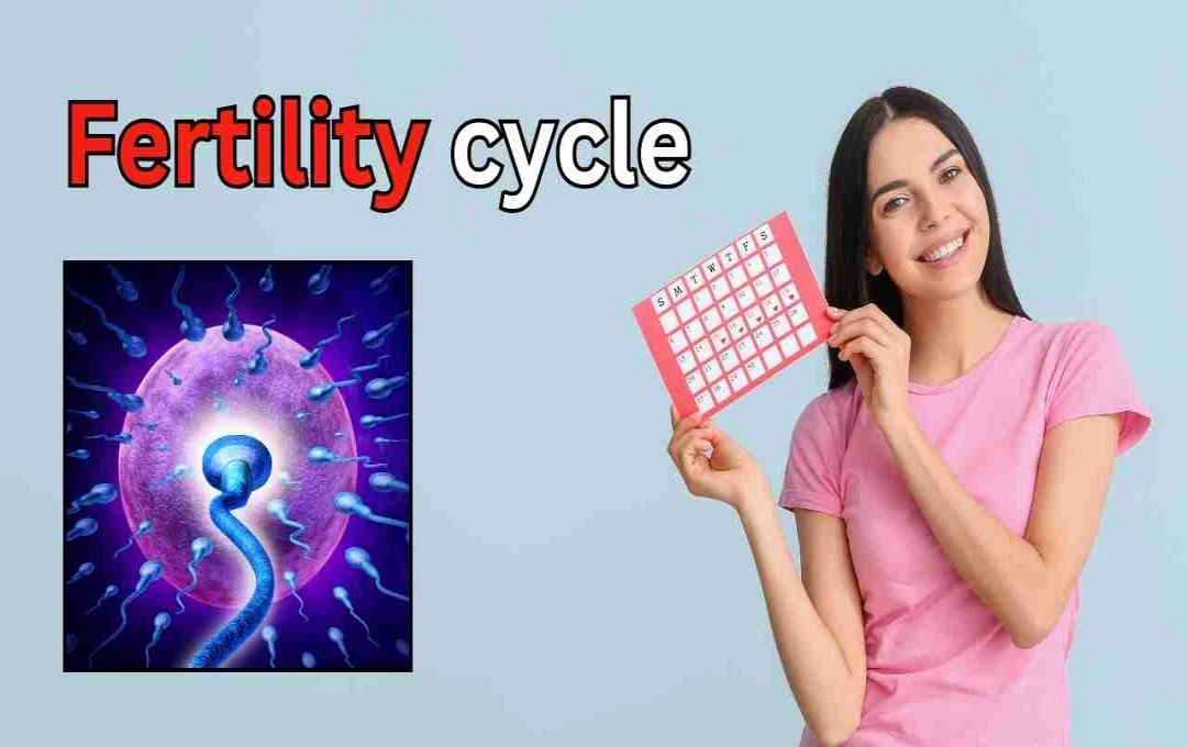 फर्टिलिटी साइकिल: ओव्यूलेशन से जुड़ी अहम बातें जो हर महिला को जाननी चाहिए