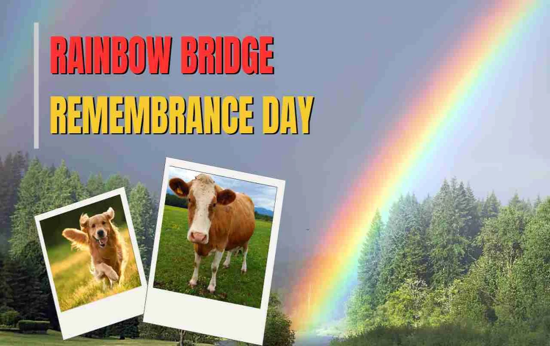 রেইনবো ব্রিজ রিমেম্বারেন্স ডে: হারানো পোষা প্রাণীদের স্মরণে এক বিশেষ দিন