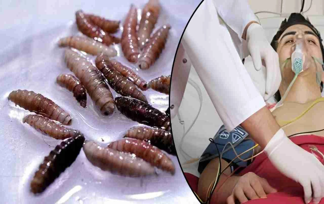 Mexico Grapples with Escalating Screwworm Outbreak, Affecting Livestock and Humans