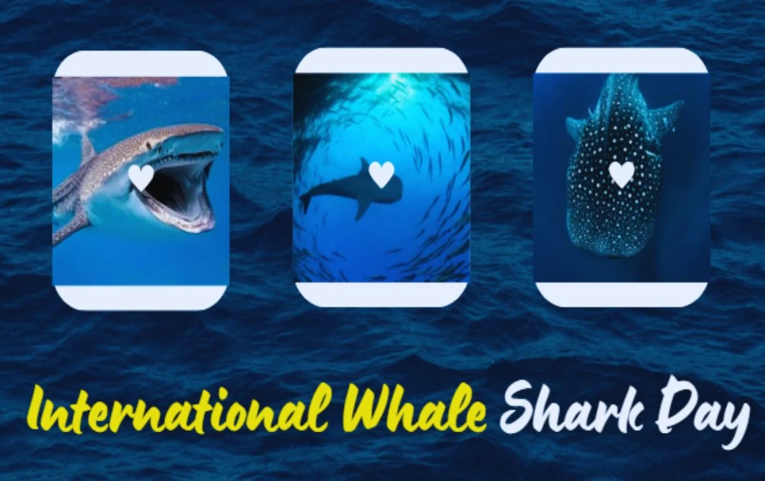 International Whale Shark Day: महासागर के दयालु दिग्गज का संरक्षण और जागरूकता का पर्व 