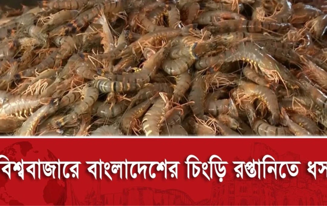 মার্কিন শুল্কে টালমাটাল বঙ্গের চিংড়ি রপ্তানি টান পড়ছে লক্ষ মানুষের জীবনে