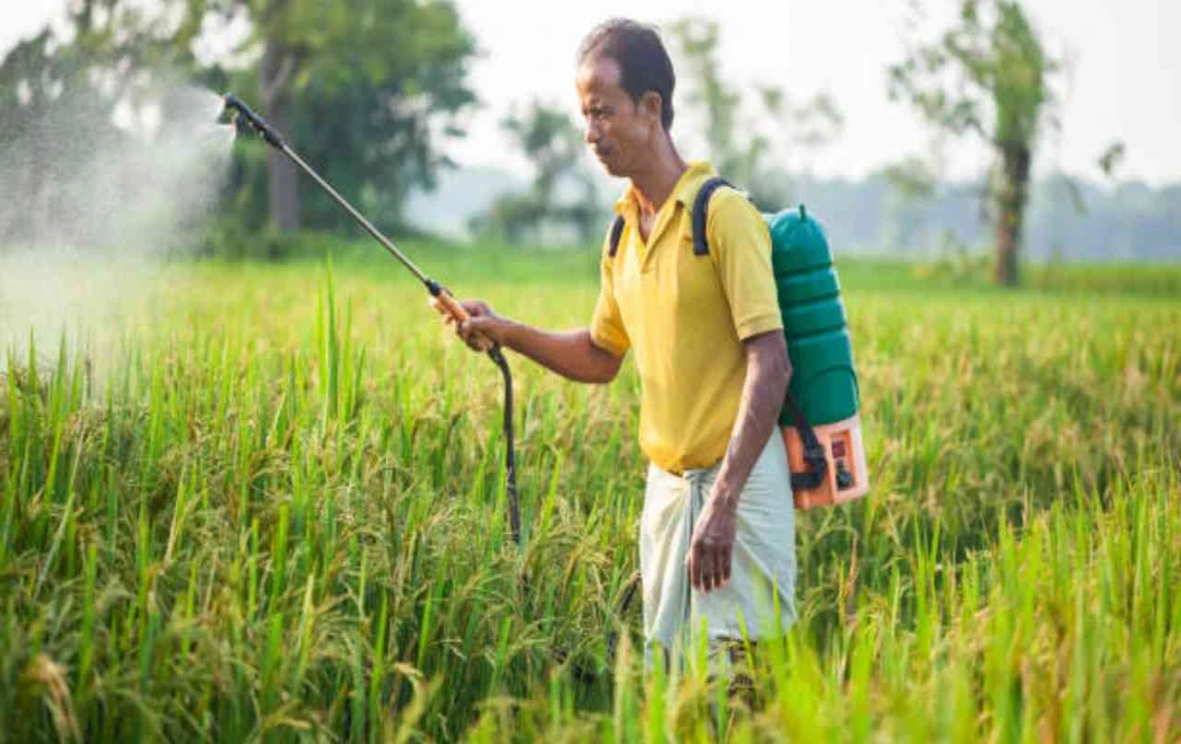 Uttar Pradesh Bans 11 Pesticides to Enhance Basmati Rice Quality and Exports