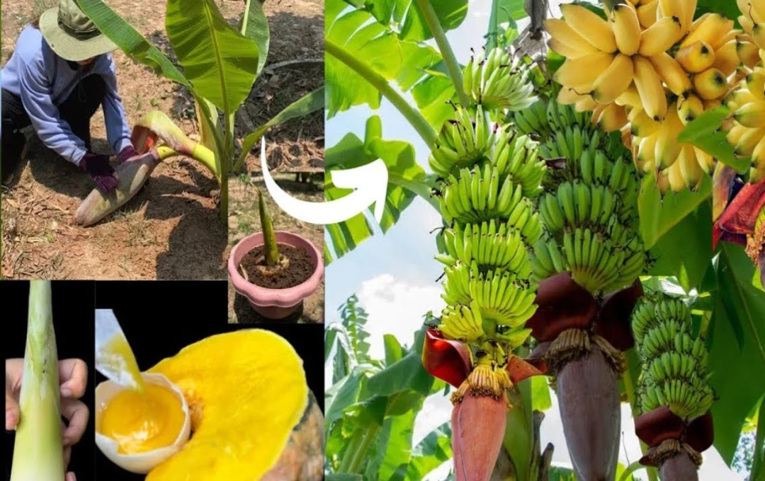 শুধু ফল নয়, কলার পাতায়-খোসাতেও লুকিয়ে অজানা গুণ