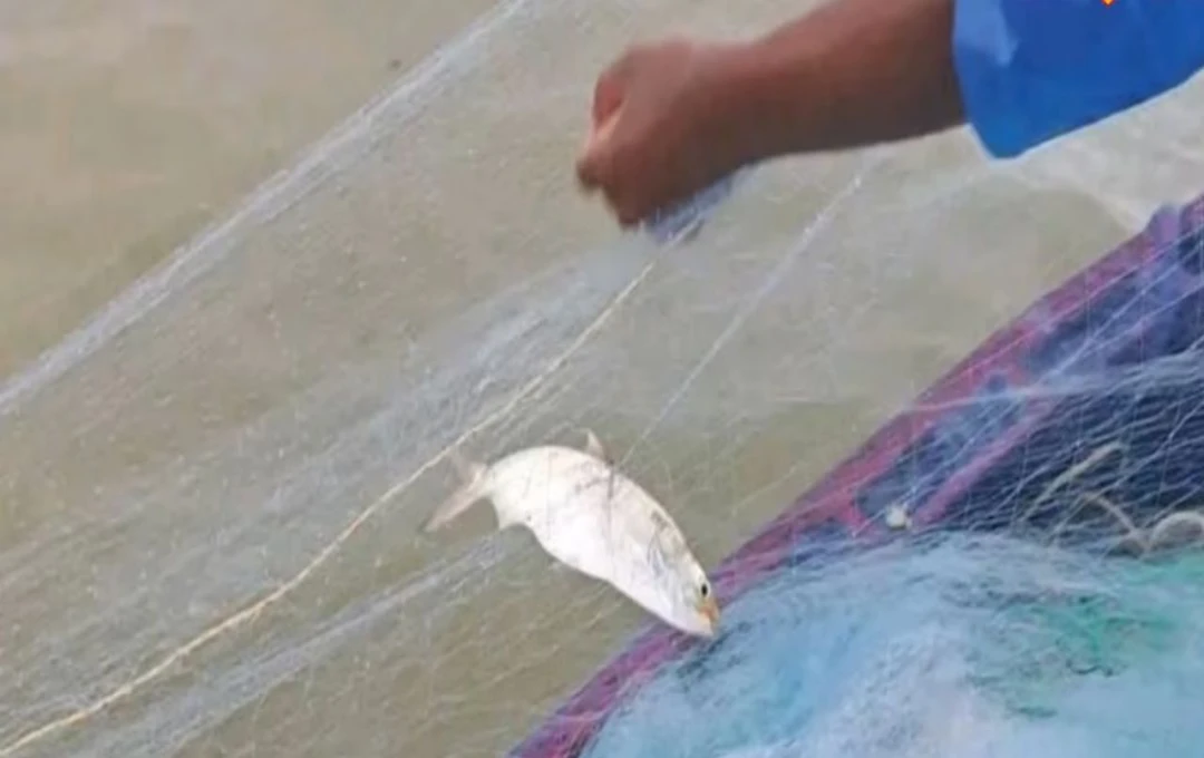 ইলিশ বাজারে সুখবর পুজোর মুখেই দাম কমে হাসি ফেরাল মাছপ্রেমীদের মুখে