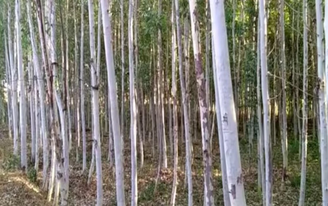 শাল-সেগুন নয়, ইউক্যালিপটাসেই কোটিপতি হওয়ার সুযোগ!