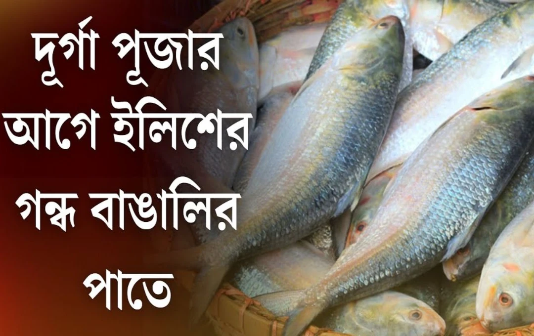 বঙ্গের ইলিশ নিখোঁজ, বাজারে ঢুকল গুজরাটের ‘রুপোলি শস্য’