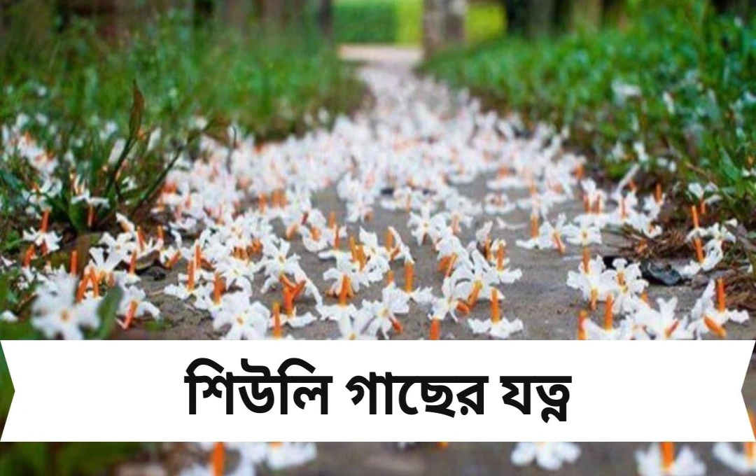 শিউলি গাছের যত্ন গোড়ায় ছড়িয়ে দিন এক মুঠো বিশেষ মিশ্রণ, ভরে যাবে বাগান সাদা ফুলে!