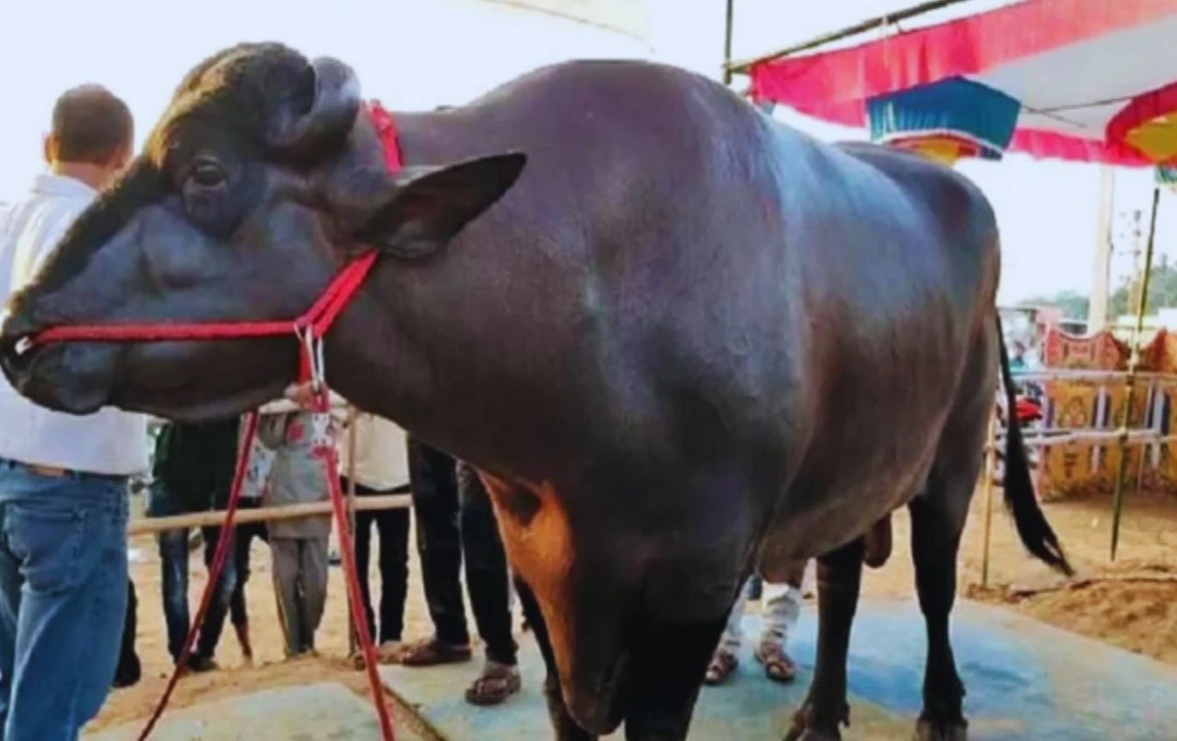 राजस्थान में 3 करोड़ का भैंसा 'सिंघम', मालिक की सालाना कमाई 1 करोड़ से ज्यादा