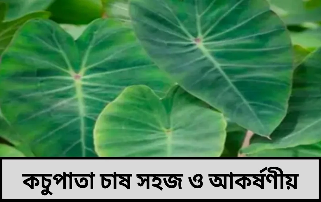 বাড়ির বারান্দায় কচুপাতা চাষের সহজ গাইড: সবুজ ও সতেজ বাগান নিশ্চিত করুন