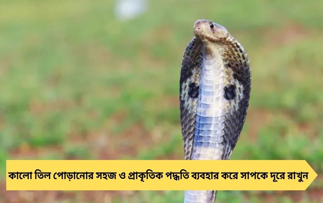Snake Prevention Tips: সাপ তাড়াতে ধন্বন্তরি! হেঁশেলের এই মশলা পোড়ালেই পালাবে বিষধর সাপ
