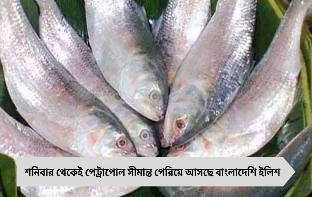 রবিবার থেকেই বাজারে আসছে বাংলাদেশি ইলিশ, দাম বেশি হলেও উচ্ছ্বসিত বাঙালি ক্রেতারা