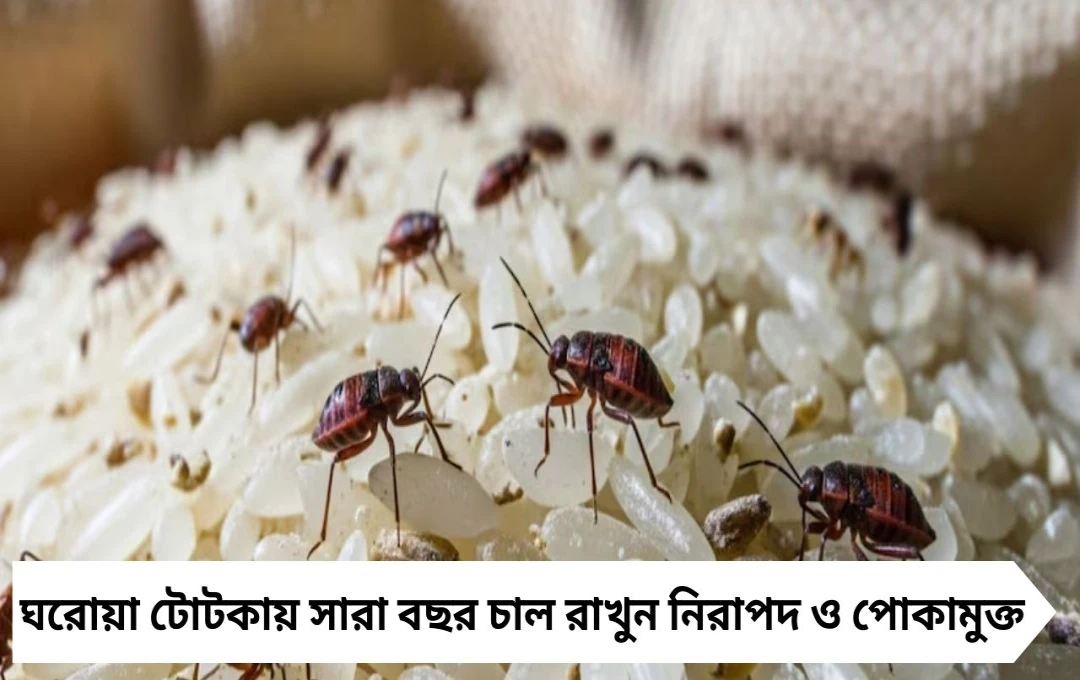 চালে পোকা আর নয়! ঘরোয়া টোটকায় সারা বছর নিরাপদ থাকুক আপনার ভাতের চাল
