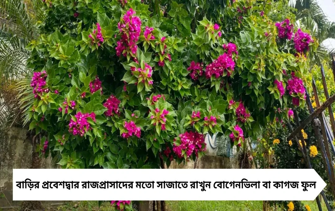 Gardening Tips: রাজকীয় সাজ চাই? বাড়ির প্রবেশদ্বারে রাখুন বোগেনভিলা, অতিথিরা মুগ্ধ হবেন