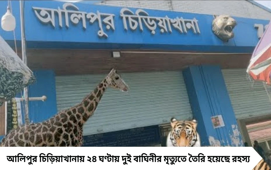 আলিপুর চিড়িয়াখানায় ২৪ ঘণ্টায় দুই বাঘিনীর মৃত্যু: তদন্তে নয়া তথ্য উঠে এল