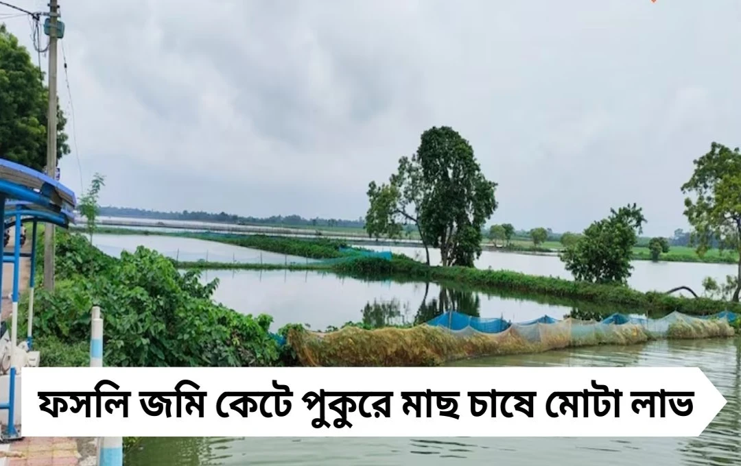 মালদহে কৃষির নতুন দিশা: ফসলি জমি কেটে পুকুরে মাছ চাষে মোটা লাভের আশা
