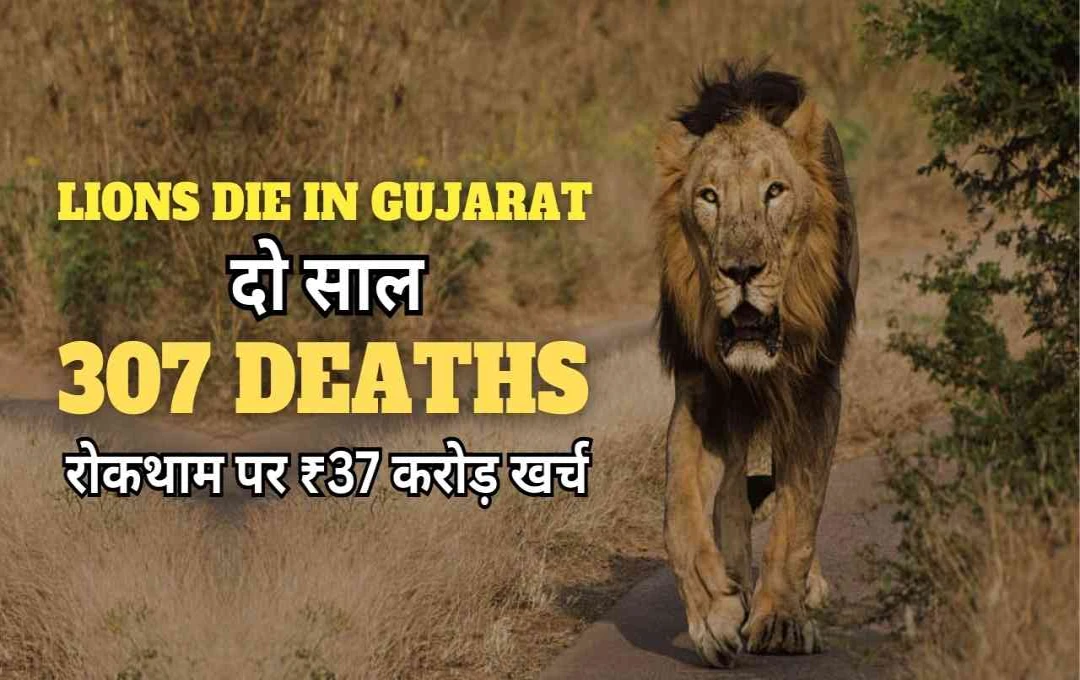 Gujarat Allocates ₹37.35 Crore to Combat Rising Lion Deaths