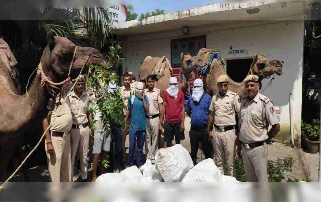 দিল্লি পুলিশ উট ব্যবহার করে মদ পাচারকারী চক্রের পর্দা ফাঁস করল