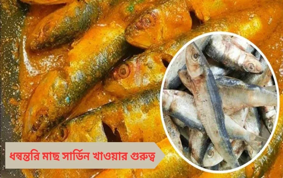 হার্ট-অ্যাটাক ও অ্যালঝাইমার্স কমাতে ‘ধন্বন্তরি মাছ’ সার্ডিন খাওয়ার গুরুত্ব