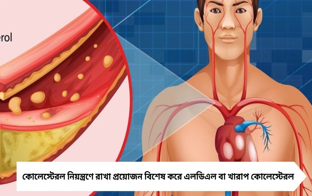 কোলেস্টেরল বাড়ছে হৃদরোগ এড়াতে নজর রাখুন এই ৫ বিষয়েই!
