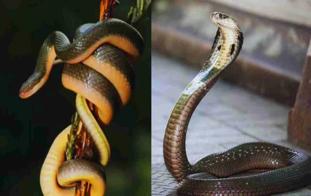 बागपत में किसान के घर में घुसे तीन सांप, परिवार में मचा हड़कंप