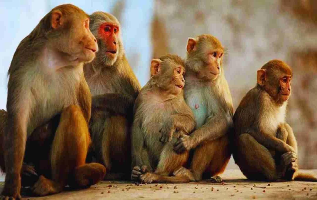 बाराबंकी में 14 बंदरों की मौत से मचा हड़कंप, जांच में बड़ा खुलासा