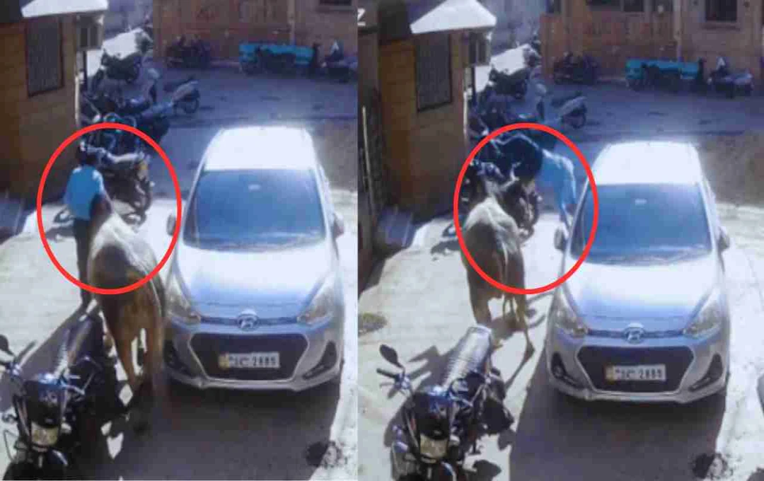 बालोतरा में सांड के हमले से बुजुर्ग की दर्दनाक मौत, सीसीटीवी में कैद हुई पूरी घटना