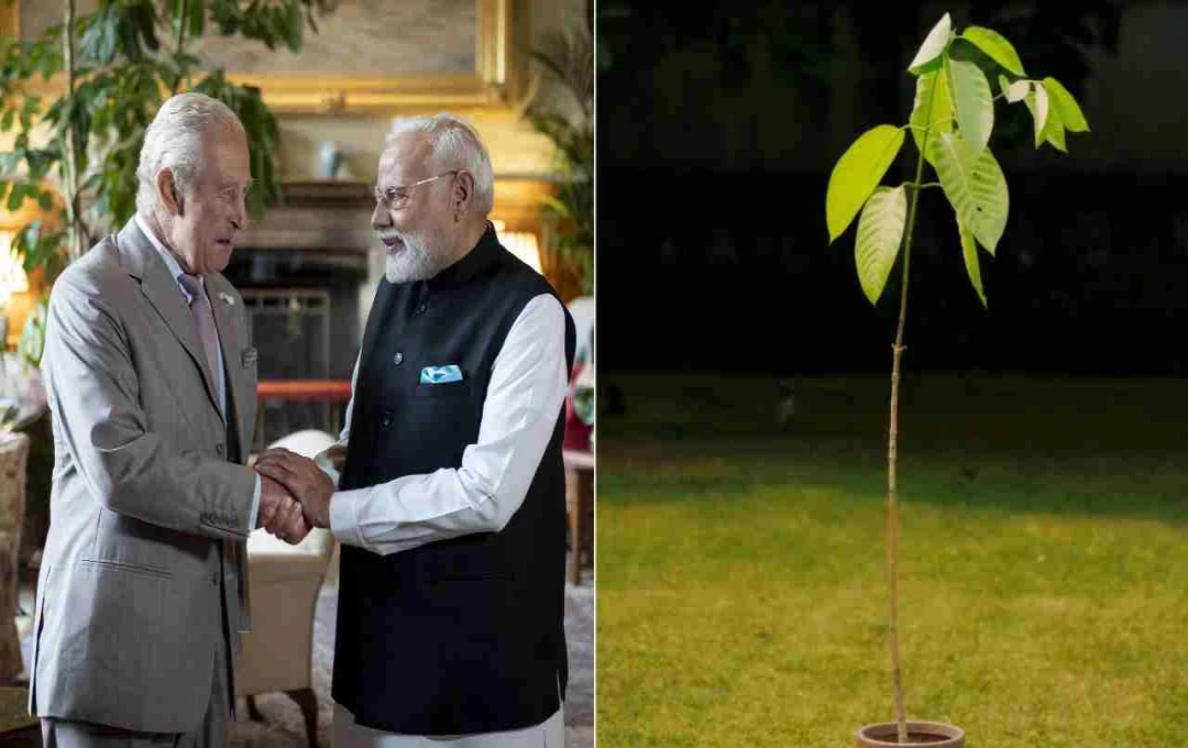 मोदी के जन्मदिन पर ब्रिटेन से मिला अनोखा तोहफा, किंग चार्ल्स ने भेंट किया कदम्ब का पौधा