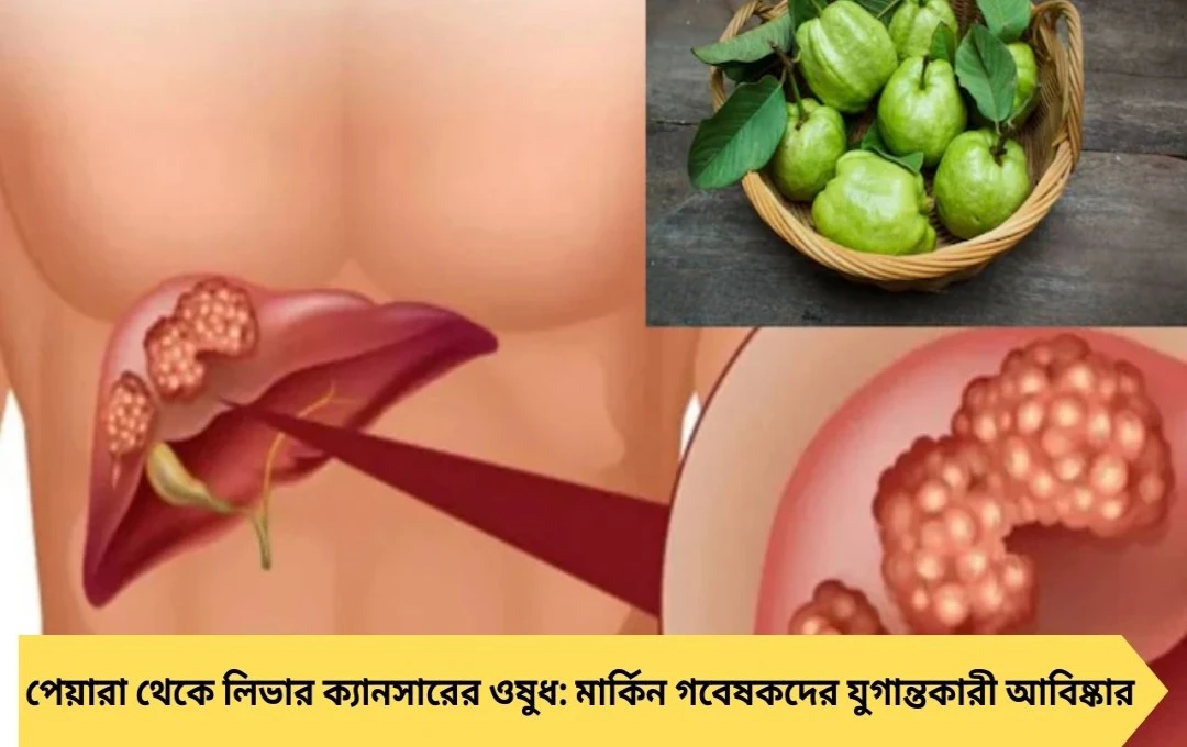 পেয়ারা থেকে লিভার ক্যানসারের ওষুধ তৈরির পথে বিজ্ঞানীরা, সস্তা ও সহজলভ্য চিকিৎসার আশা