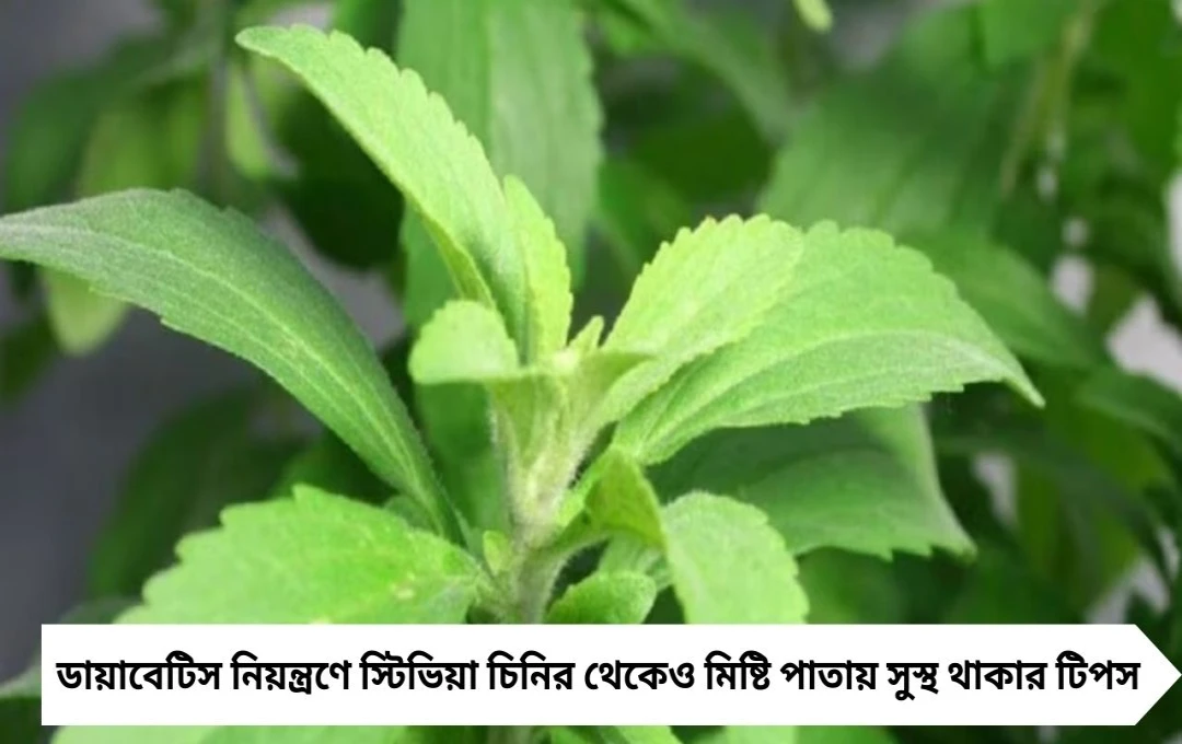 ডায়াবেটিস নিয়ন্ত্রণে ‘চিনি গাছ’ স্টিভিয়া, চিনির থেকেও মিষ্টি পাতা দেবে সুস্থতার দিশা