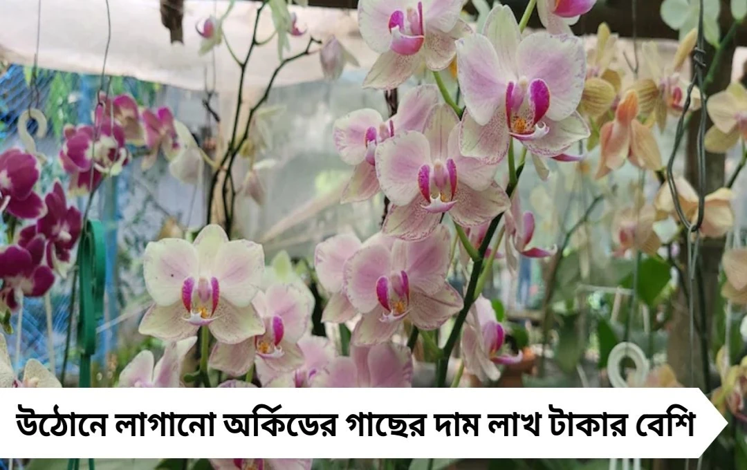 বাড়ির উঠোনেই লাখ টাকার অর্কিড চাষ, বিদেশেও তুমুল চাহিদা