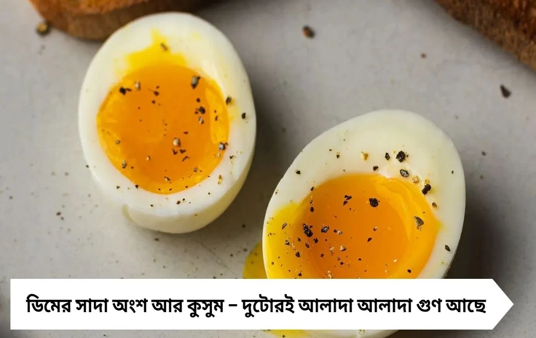 কুসুম না সাদা অংশ – শরীরের জন্য আসল উপকারী কোনটি?