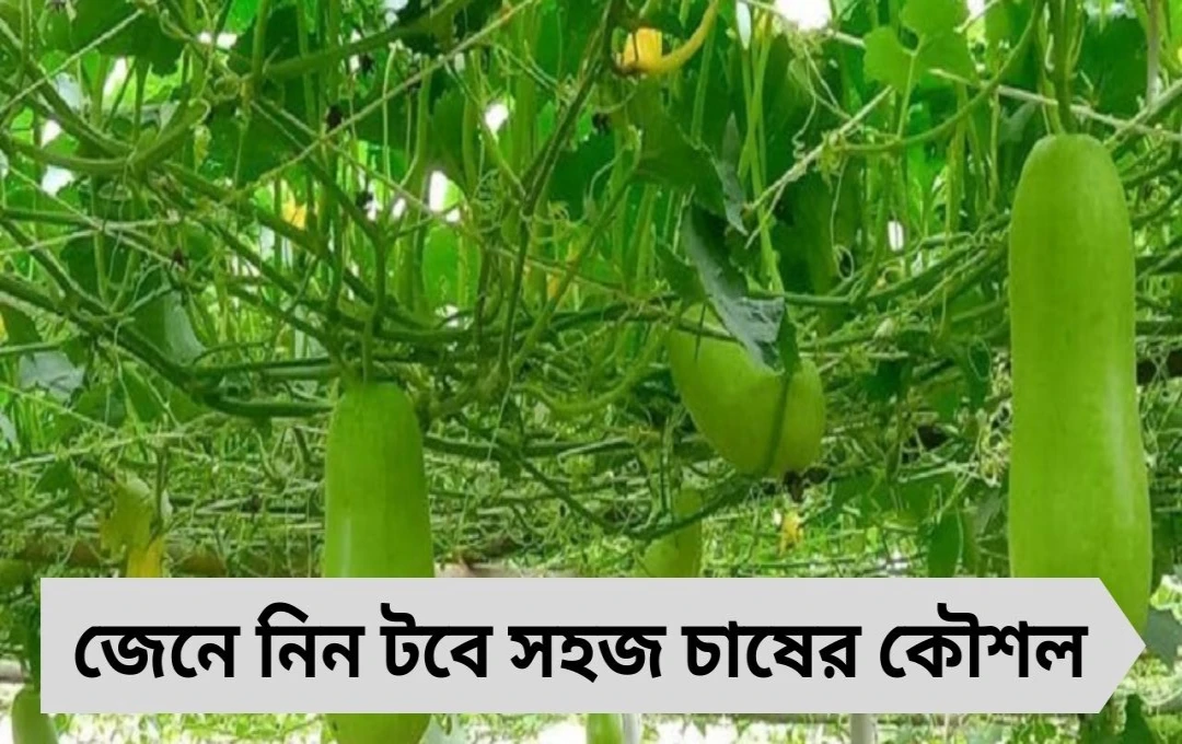 বাড়ির ছাদে হবে লাউ! জেনে নিন টবে সহজ চাষের কৌশল