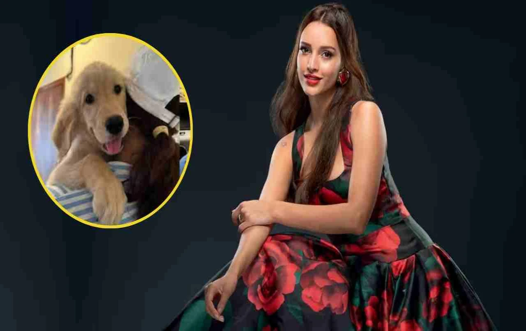 तृप्ति डिमरी के घर आया नया सदस्य, सोशल मीडिया अकाउंट पर शेयर की प्यारी तस्वीर