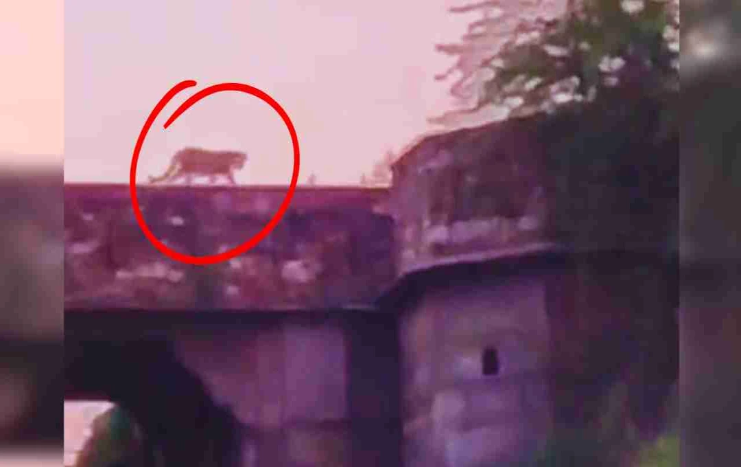 डूंगरपुर में मंदिर के गेट पर से गुजरा लेपर्ड, वीडियो सोशल मीडिया पर वायरल