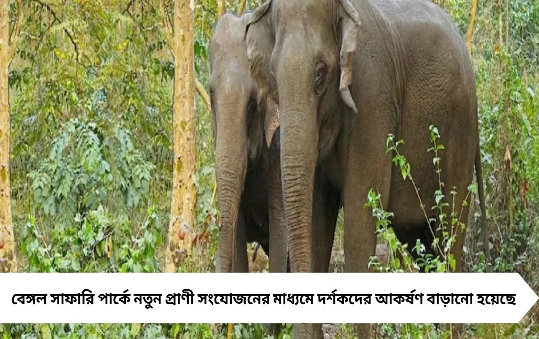 দুর্গা পুজো ২০২৫: বেঙ্গল সাফারিতে নতুন আকর্ষণ, ধূসর নেকড়ে ও সোনালী শিয়াল