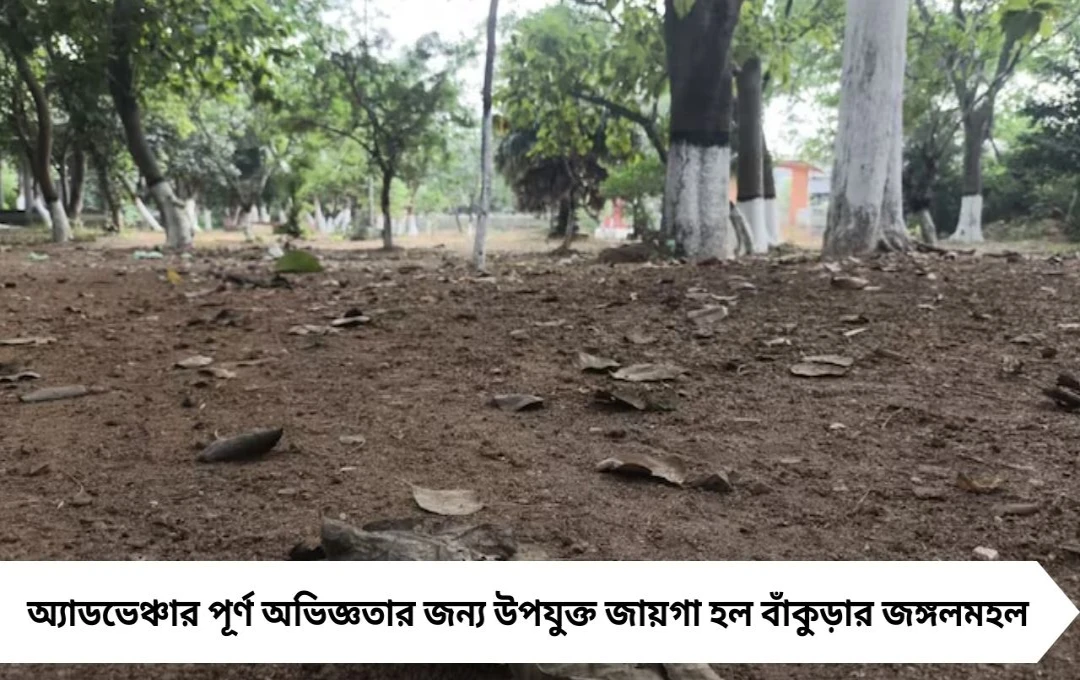 দূর্গাপুজোর রোমান্টিক ট্রিপ: বাঁকুড়ার জঙ্গলমহলে ‘ট্রি হাউস’ অভিজ্ঞতা