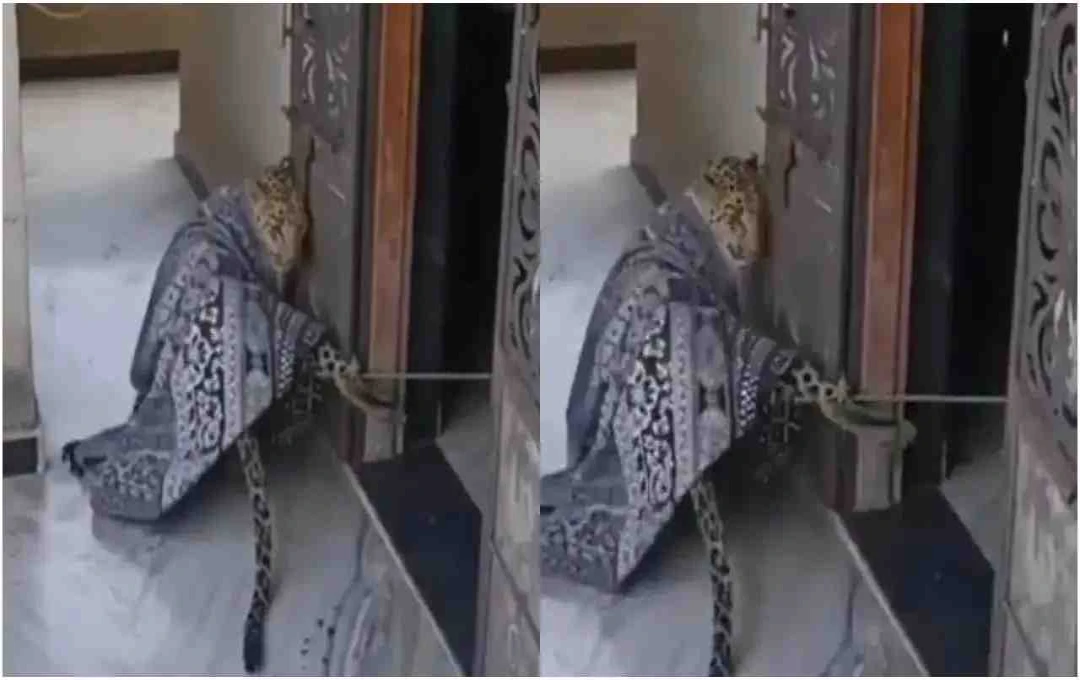 Udaipur Wildlife Incident: घर में घुसे तेंदुए को रस्सी से बांधने वाली महिला का वीडियो वायरल