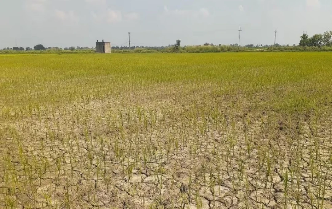 कुशीनगर में सूखे के कारण फसलें बर्बाद — किसानों की चिंता और सरकार से मांग