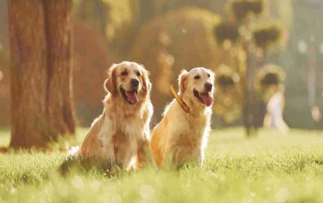 टोनी और लुसी: गाँव की सबसे प्यारी दोस्ती और मासूम प्यार की कहानी