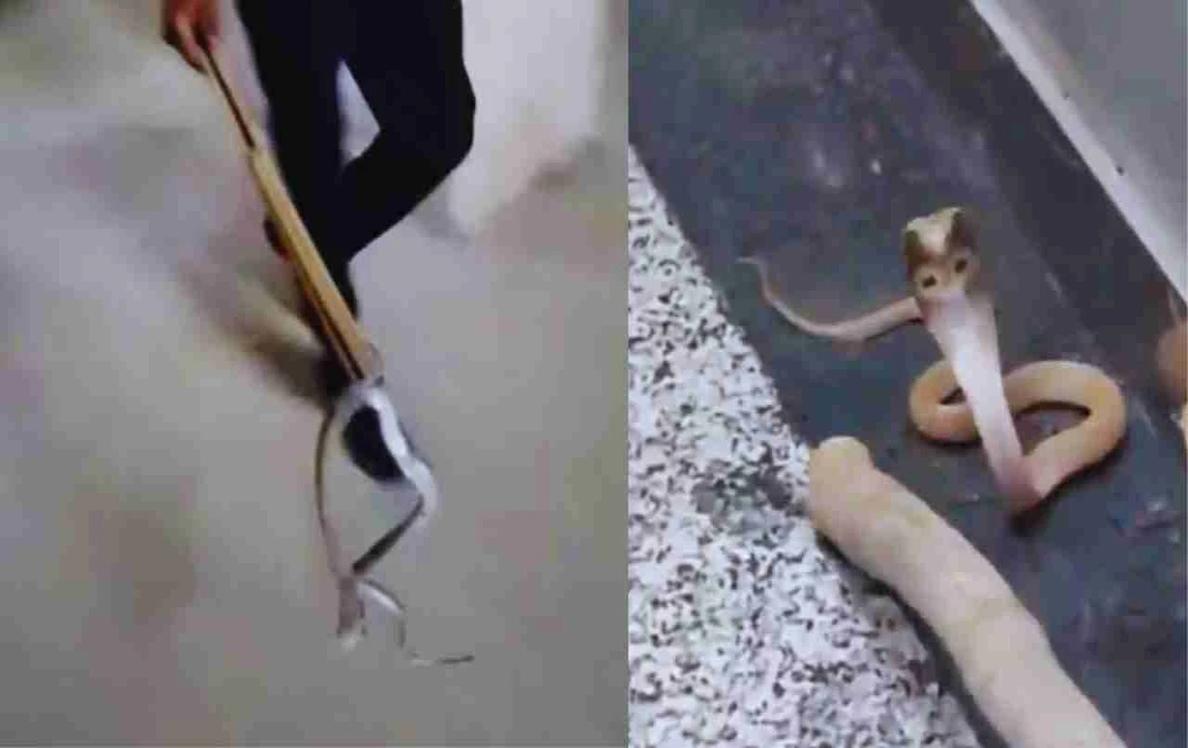 Cobra Causes Panic in Noida Golden Palm Society Elevator, Safely Rescued