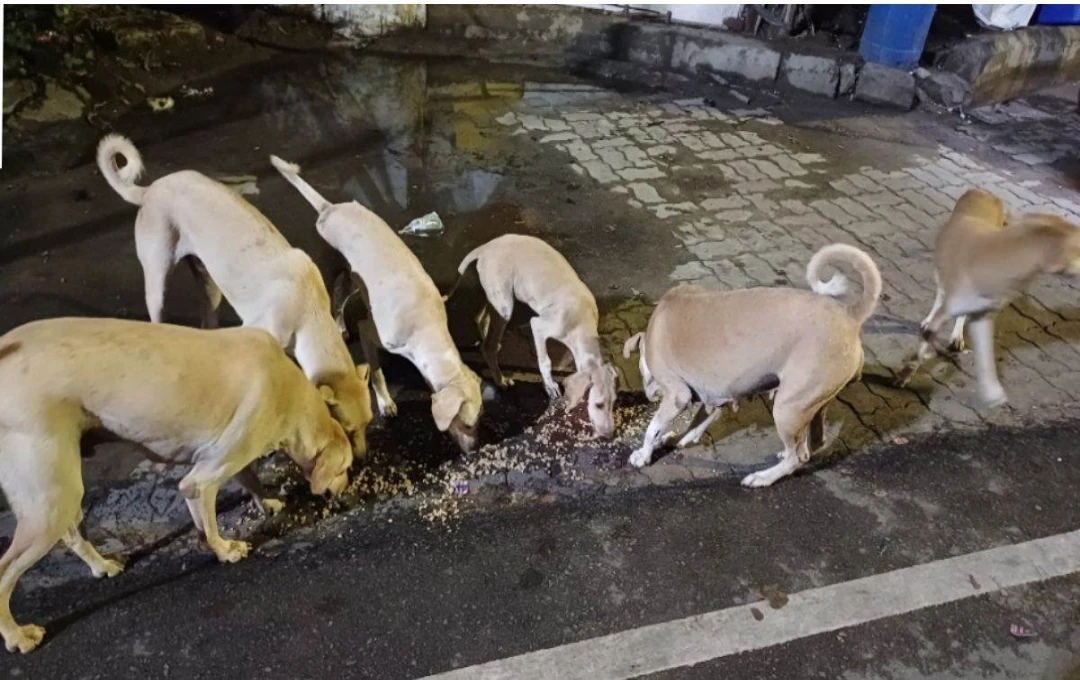 लखनऊ नगर निगम ने किया निर्णय — नसबंदी हो चुके कुत्तों को अब नहीं पकड़ा जाएगा