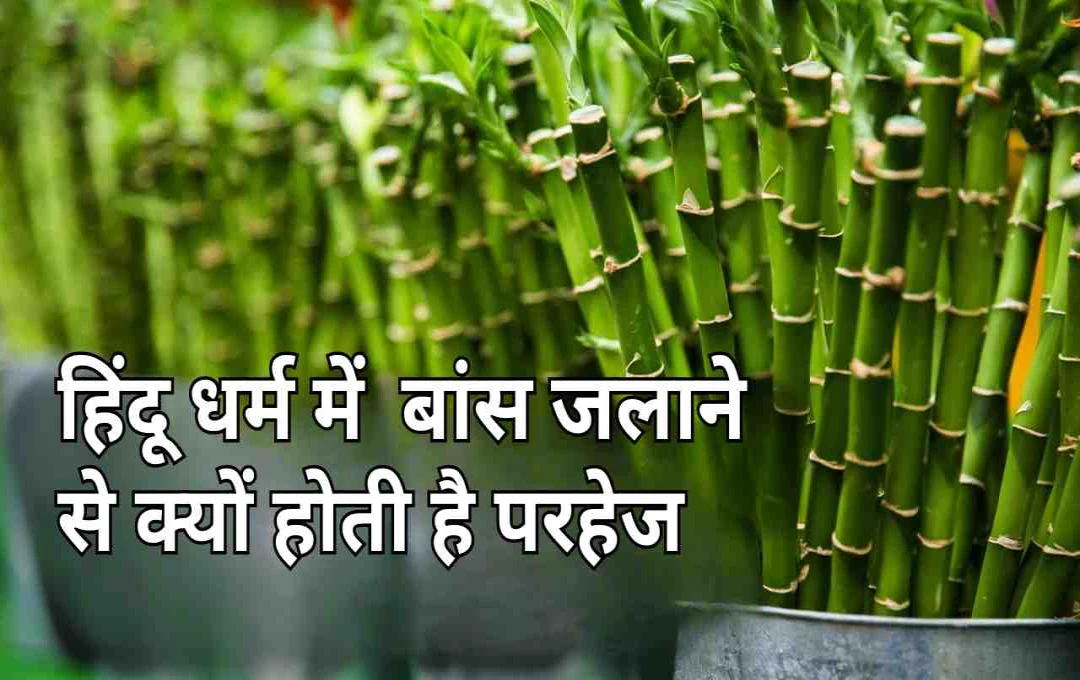 Hindu Tradition: बांस जलाने से क्यों होती है परहेज, जाने धार्मिक और वैज्ञानिक कारण