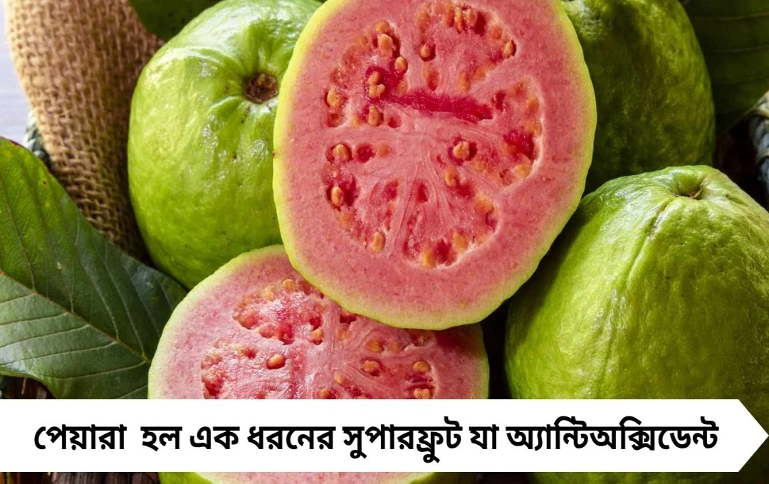 পেয়ারা: অ্যান্টিঅক্সিডেন্ট পাওয়ারহাউস, খাওয়ার সঠিক সময় ও উপায়
